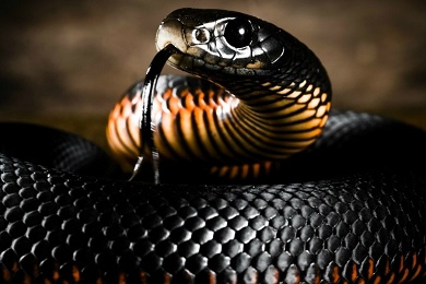 Змея: характеристика знака